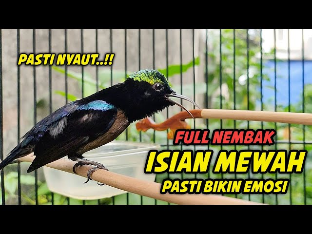 PANCINGAN KONIN GACOR FULL TONJOLAN MEWAH !! 99% COCOK BUAT MASTERAN KOLIBRI NINJA NEMBAK ISIAN class=