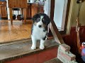 Bring Home MiPha, 9 Weeks Old Australian Shepherd