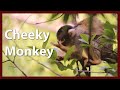 Apenheul Primate Park (Apeldoorn, The Netherlands) - Part 1