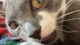 CAT GAMES STRING. CAT ATTACKS A PERSON