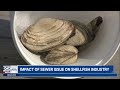 Haverhill sewage leak shuts down North Shore shellfish harvesting ahead of July 4