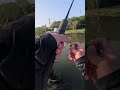 🎣 Kanama Smart Bait - Revive Dead Bait Fish.