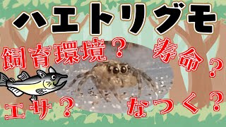 ハエトリグモ出演!?魅力・飼ってみて分かったことなど一挙ご紹介!【朝活/雑談】【薬剤師/ハエトリグモ/低音女子】 #ハエトリグモ   #特化Vまつり2025秋 #ねこじゃけradio