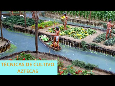 Técnicas de cultivo mayas y aztecas