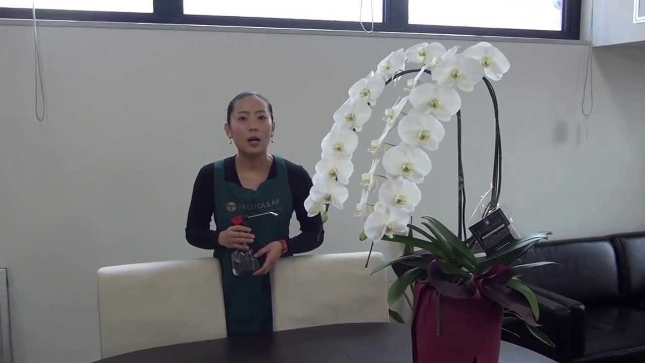 胡蝶蘭の育て方 日常管理 花の管理 Youtube