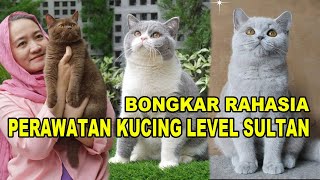 Perawatan Kucing Level Sultan