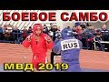 2019 боевое самбо ПШИБИХОВ - ХАБИБУЛАЕВ 1/4 -68 кг Чемпионат МВД России Санкт Петербург ДГСК