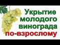 УКРЫВАЕМ МОЛОДОЙ ВИНОГРАД НА ЗИМУ. ПРОВЕРЕННЫЙ, НАДЕЖНЫЙ СПОСОБ!