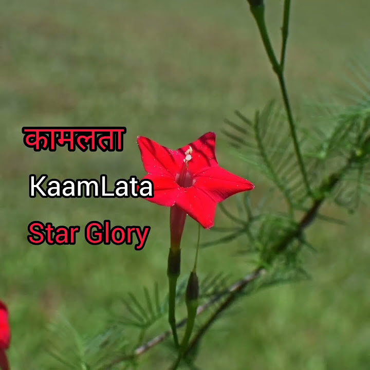 Star Glory Meaning In Hindi With Picture Star Glory Matlab Kya Hai star-glory-meaning-in-hindi-with-picture-star-glory-matlab-kya-hai