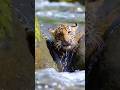 Japan ko kholama bhetiyo #duet #comedy #funny