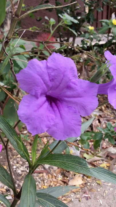 Ruellia simplex: espectacular planta tropical de flores moradas