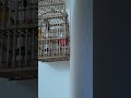 بلبل زاملي تكه حلو منقول من احد الخوه في اليوتيوب 