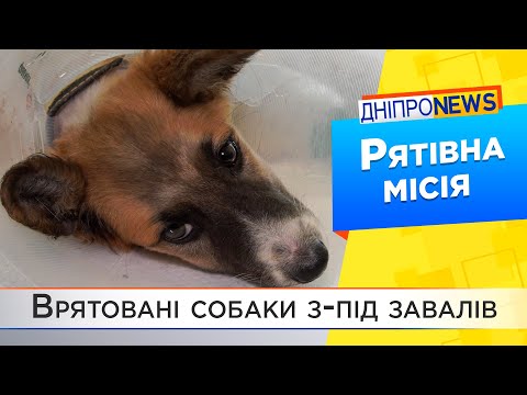 У Дніпрі зоозахисники рятують собак після ракетного удару по СТО