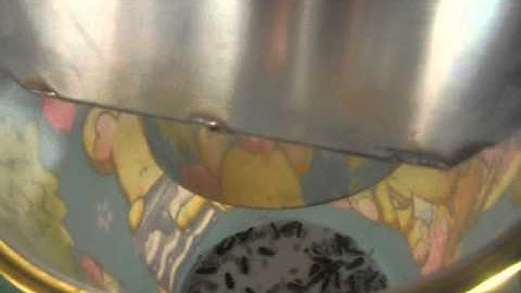 Sunflower seeds color sorting video