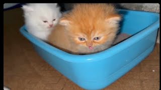 Baby Kitten Using Litter Box For First Time||How To Trained Them||Pet Care||2024
