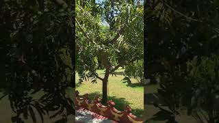 Mango Trees in Mantena satyanarayana Raju ashramam