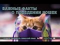 Важные факты о поведении кошек. Учимся понимать кошачий язык