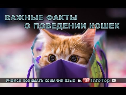 Важные факты о поведении кошек. Учимся понимать кошачий язык