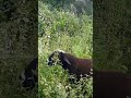 🐏