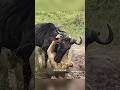 यह है अब तक का सबसे साहसी जेब्रा | The Lion Caught The Zebra | #lionvszebra #lion #zebra | #shorts