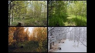 [10 Hours] Season after Season - Video & Soundscape [1080HD] SlowTV