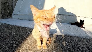 猫島の格差社会！？魚を死守する猫、じゃれ合って空腹を紛らわす子猫達