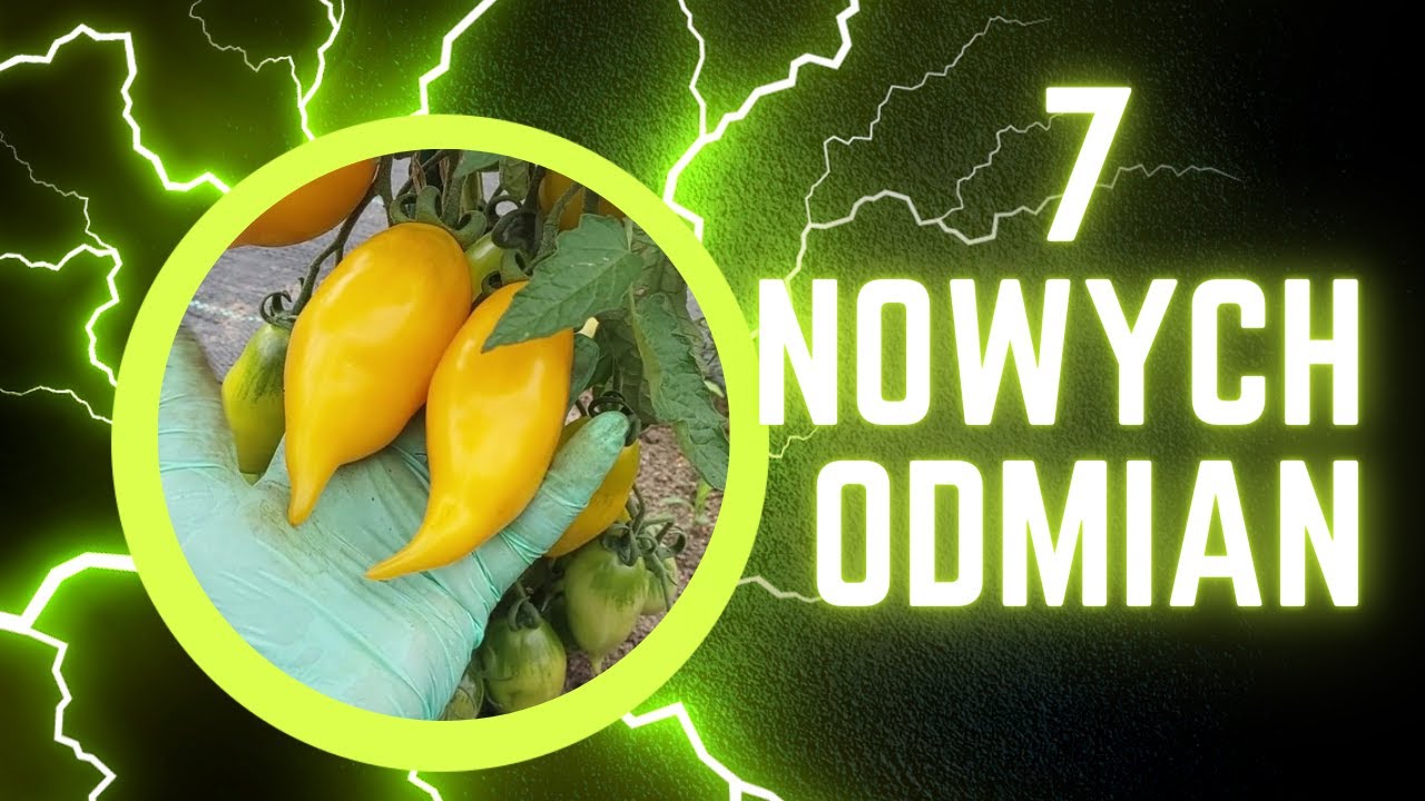 Kolejne nowe odmiany pomidorów w mojej uprawie