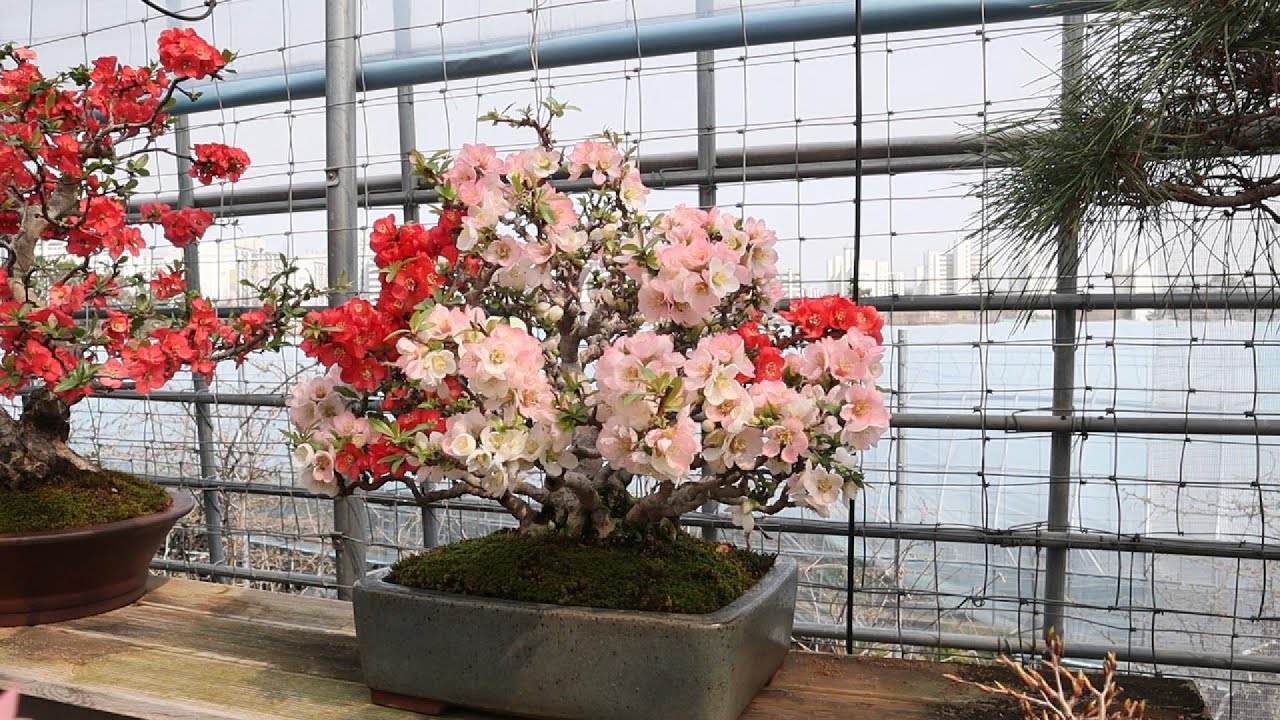 세계최고의 명자나무 구경오세요