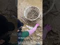 Foraging by the sea at low tide! 🌊
