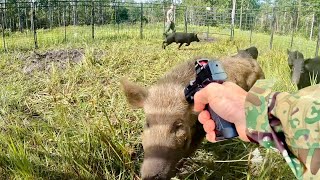 Trapping a SMART Pack of Hogs!