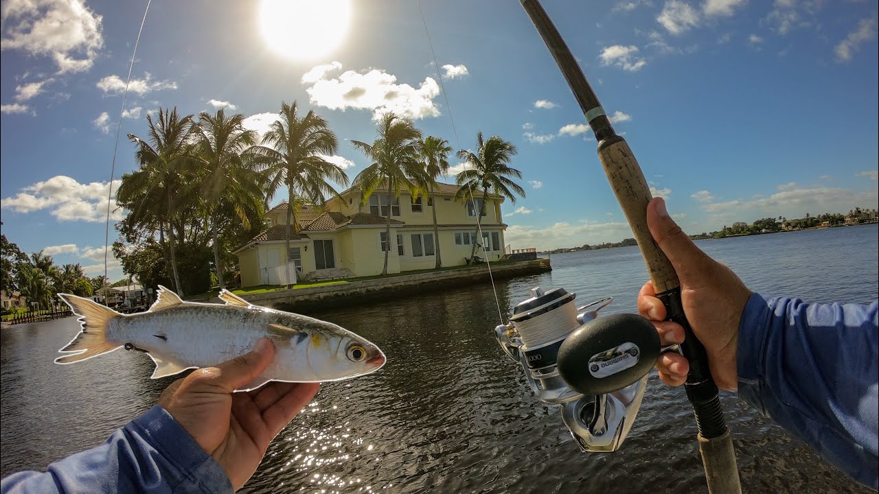 Fishing Live Bait Around Mega Houses YouTube