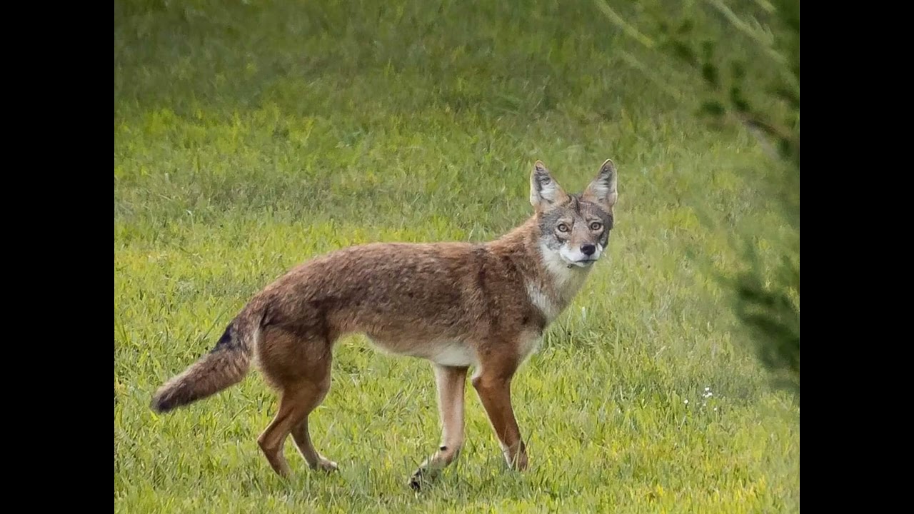 Nebraska's urban wildlife in photos.