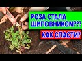 РОЗА ИЛИ ШИПОВНИК? КАК ОПРЕДЕЛИТЬ И УДАЛИТЬ ШИПОВНИК С РОЗЫ?