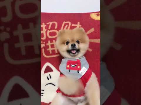 Cute Puppy lovely  Care #short #1478