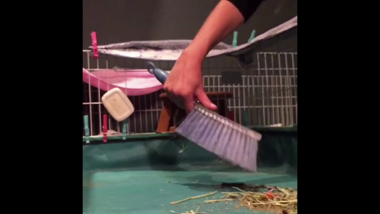 Cleaning The Guinea Pig Cage YouTube