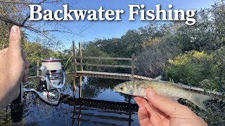 Backwater Fishing After a Cold Front!( Snook and Tarpon)