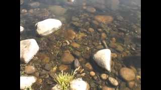 Releasing rainbow trout at Pine Flat Dam