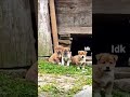 Little Puppies Cute Puppy Dogs Woof Viral Fyp Idk Idkool Fyp