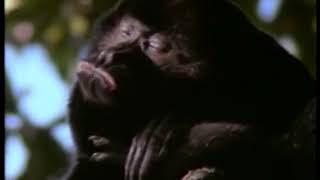 Greenhouse Music Video Really Wild Animals Totally Tropical Rainforest Credits