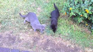 Terracina cats playing with laser