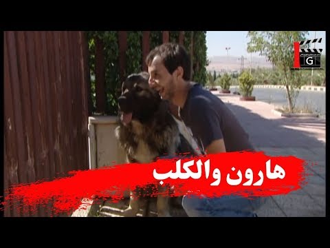 اقوى مشاهد هارون  قرر يخطف بنت حبيبتو حتى ترضى تتزوجو