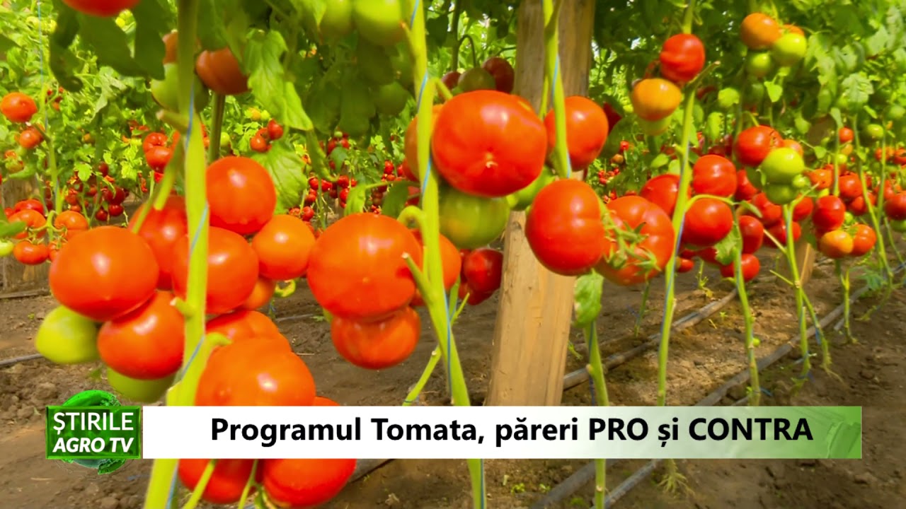 VIDEO: Programul Tomata păreri PRO și CONTRA 1 VIDEO: Programul Tomata păreri PRO și CONTRA YouTube player