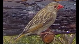 New Bird Species On The Feeder Red-Billed Quelea Quelea Quelea