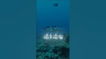 سورة المؤمنون راحه نفسيه محمد اللحيدان راحة نفسية لايك محمد اللحيدان قران كريم 
