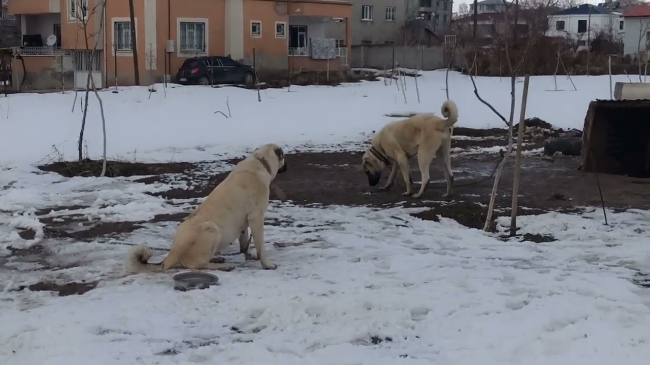 CESUR VE BOZO HAKKINDA GÜZEL DÜŞÜNCELERİM VAR