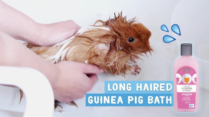 How to & Long Guinea Pigs! YouTube