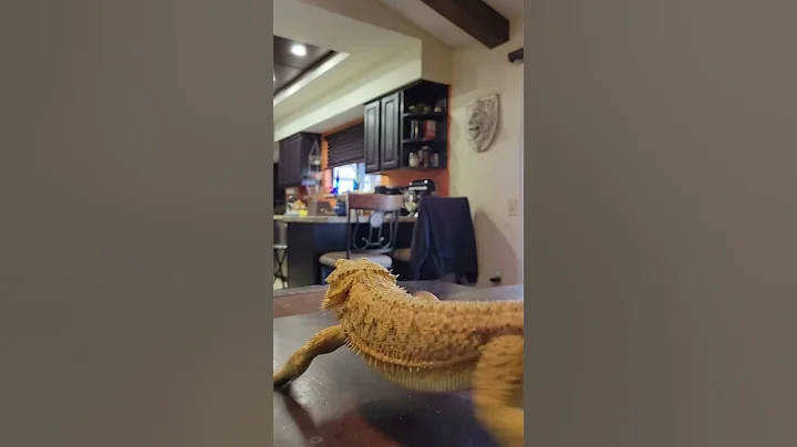 Fang on the run!