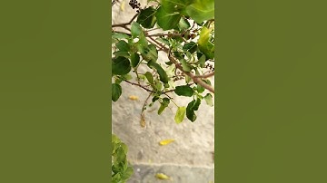 आज अमावस्या को पितृ दोष दूर करने के लिए करे ये उपाय🙏🏻🚩🙏🏻 पूज्य प्रदीप मिश्रा जी