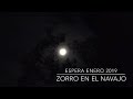 El zorro del navajo