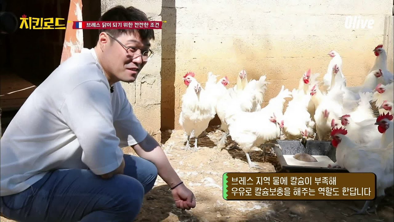 비싸도 너무 비싸! 프랑스 명품닭 ′브레스 닭′이 누리는 환경 크-☆ | chickenroad 치킨로드